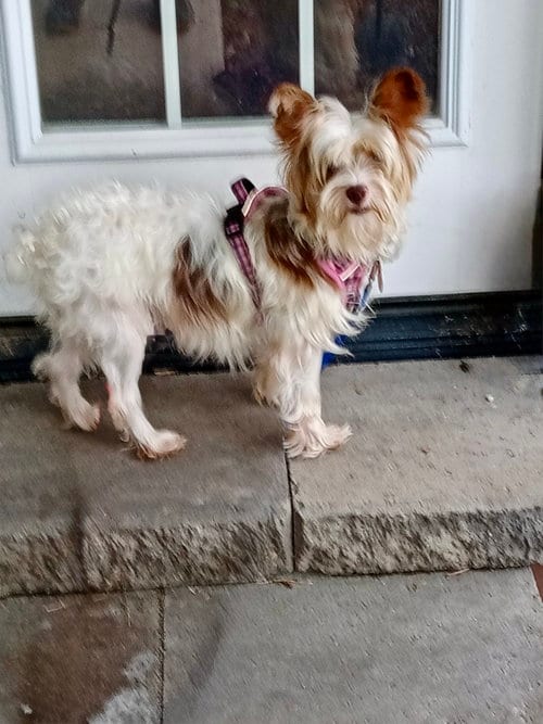 Photo of Trudy, adoptable Yorkshire Terrier Yorkie in St. Louis Park, Minnesota