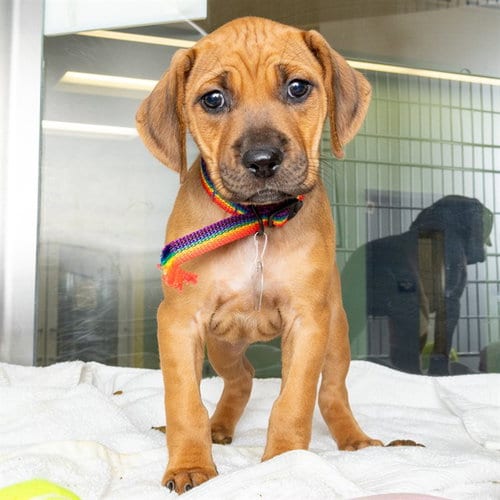 Photo of Willa, adoptable Redbone Coonhound in Maryland, Missouri