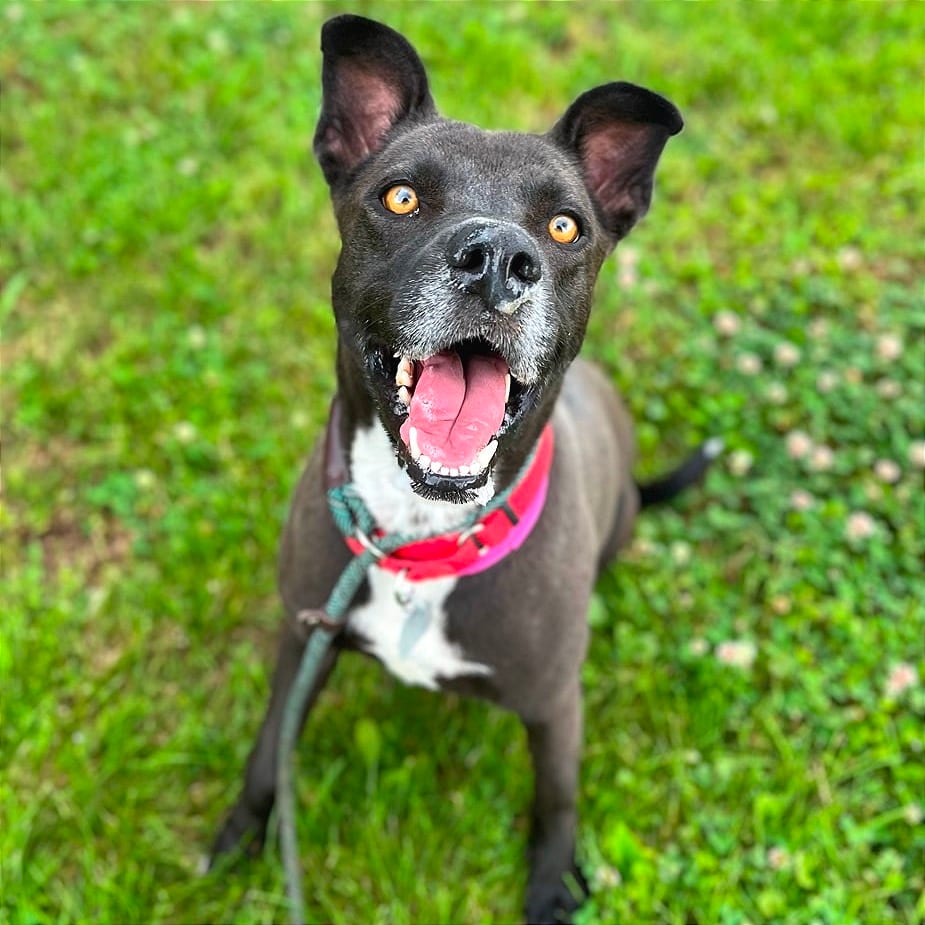 Photo of Raquelle, adoptable Mixed Breed (Medium) in Chattanooga, Tennessee