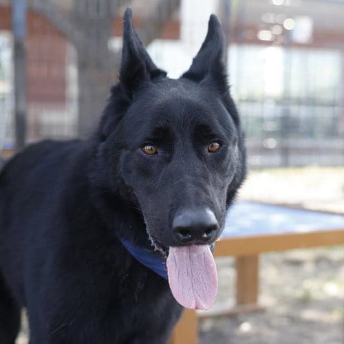 Photo of Anubis, adoptable German Shepherd Dog in San Antonio, Texas