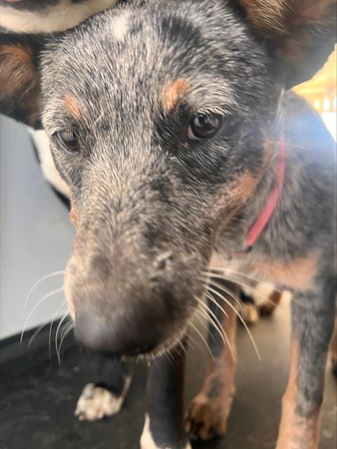 Photo of Pumpkin Spice, adoptable Queensland Heeler in Bakersfield, California