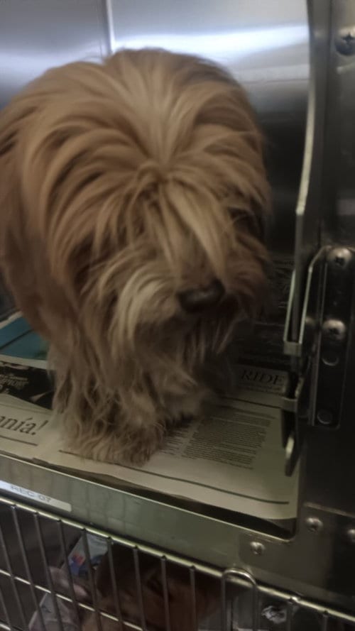 Photo of Bopper, adoptable Maltese in Los Angeles, California