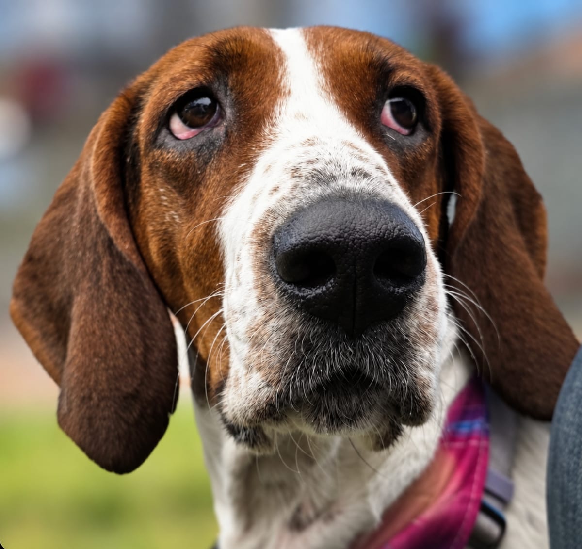 Photo of Silver (Mama), adoptable Treeing Walker Coonhound in Tulsa, Oklahoma