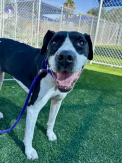 Photo of Sophie, adoptable Pit Bull Terrier in Los Angeles, California