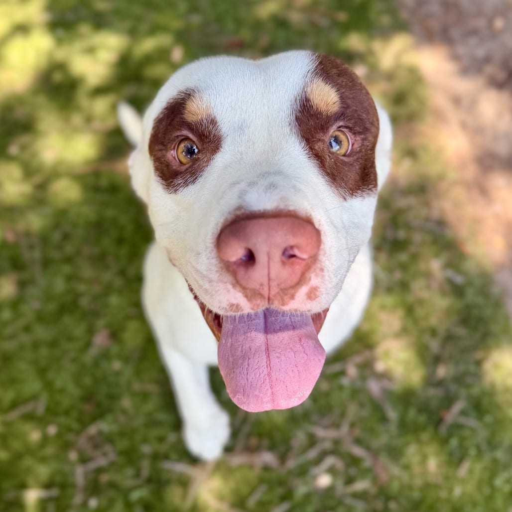 Photo of Romeo, adoptable Mixed Breed (Large) in Milton, Florida