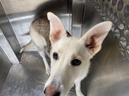 Photo of Odessa, adoptable German Shepherd Dog in Garland, Texas