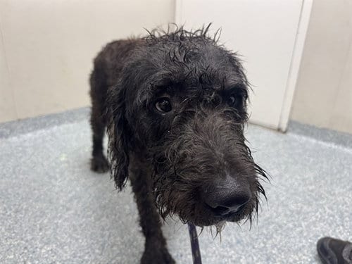 Photo of Romeo, adoptable Giant Schnauzer in Garland, Texas