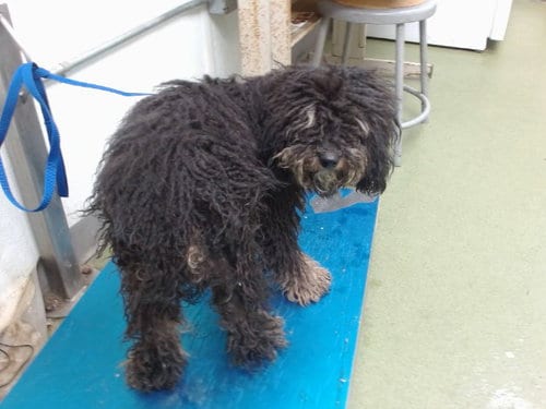Photo of Bash, adoptable Poodle (Miniature) in San Bernardino, California