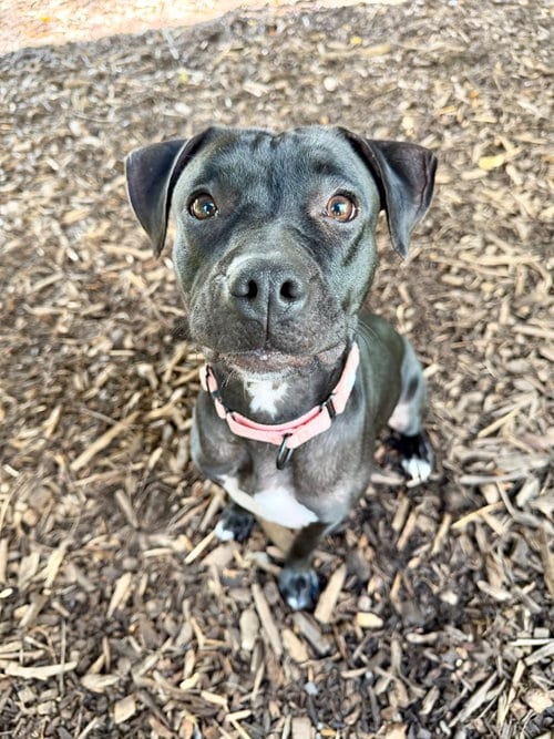Photo of Raven, adoptable American Staffordshire Terrier in Lawrenceville, New Jersey