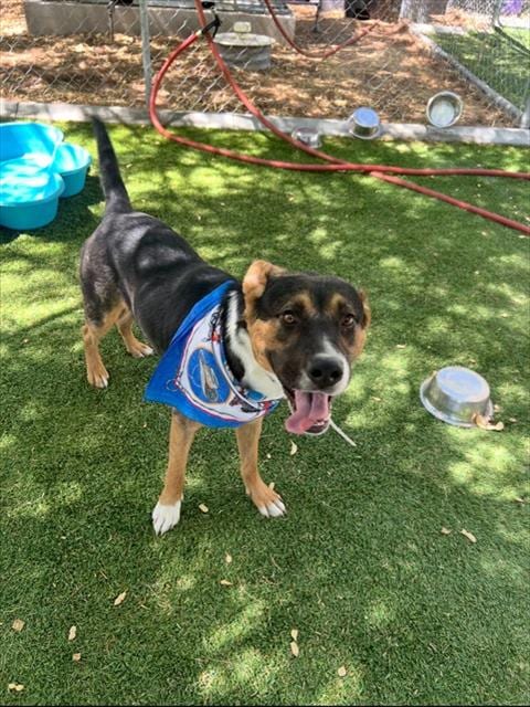 Photo of Abner, adoptable German Shepherd Dog in Baldwin Park, California