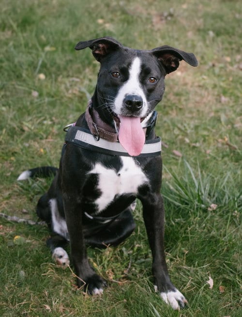 Photo of Preston, adoptable Pit Bull Terrier in Oakhurst, New Jersey