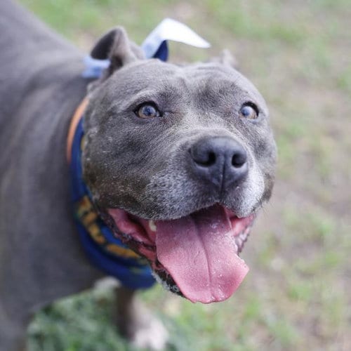 Photo of Evie, adoptable American Staffordshire Terrier in San Antonio, Texas