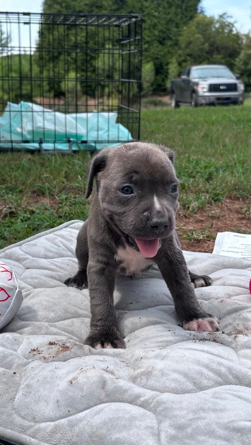 Photo of Rusty - Cora's Litter, adoptable American Staffordshire Terrier in Holly Springs, North Carolina