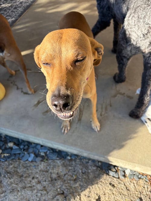 Photo of Brandy Rose, adoptable Labrador Retriever in Aurora, Indiana