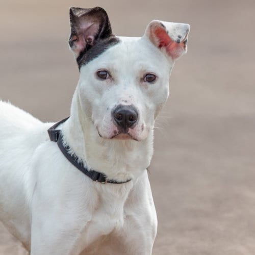 Photo of Max, adoptable Pit Bull Terrier in St Louis, Missouri