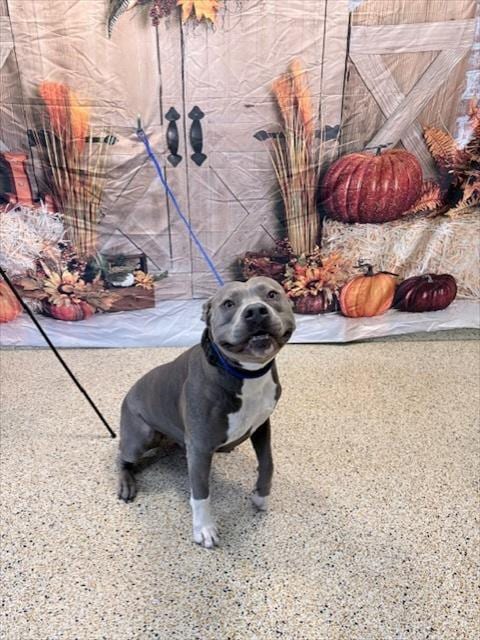 Photo of Kai, adoptable American Bulldog in Miami, Florida