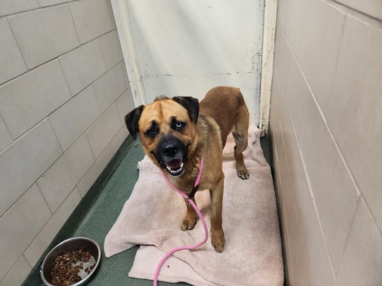 Photo of Senior Mixed Breed, adoptable Mixed Breed in Santa Fe, New Mexico
