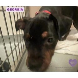 Photo of Georgia, adoptable American Pit Bull Terrier in Eighty Four, Pennsylvania