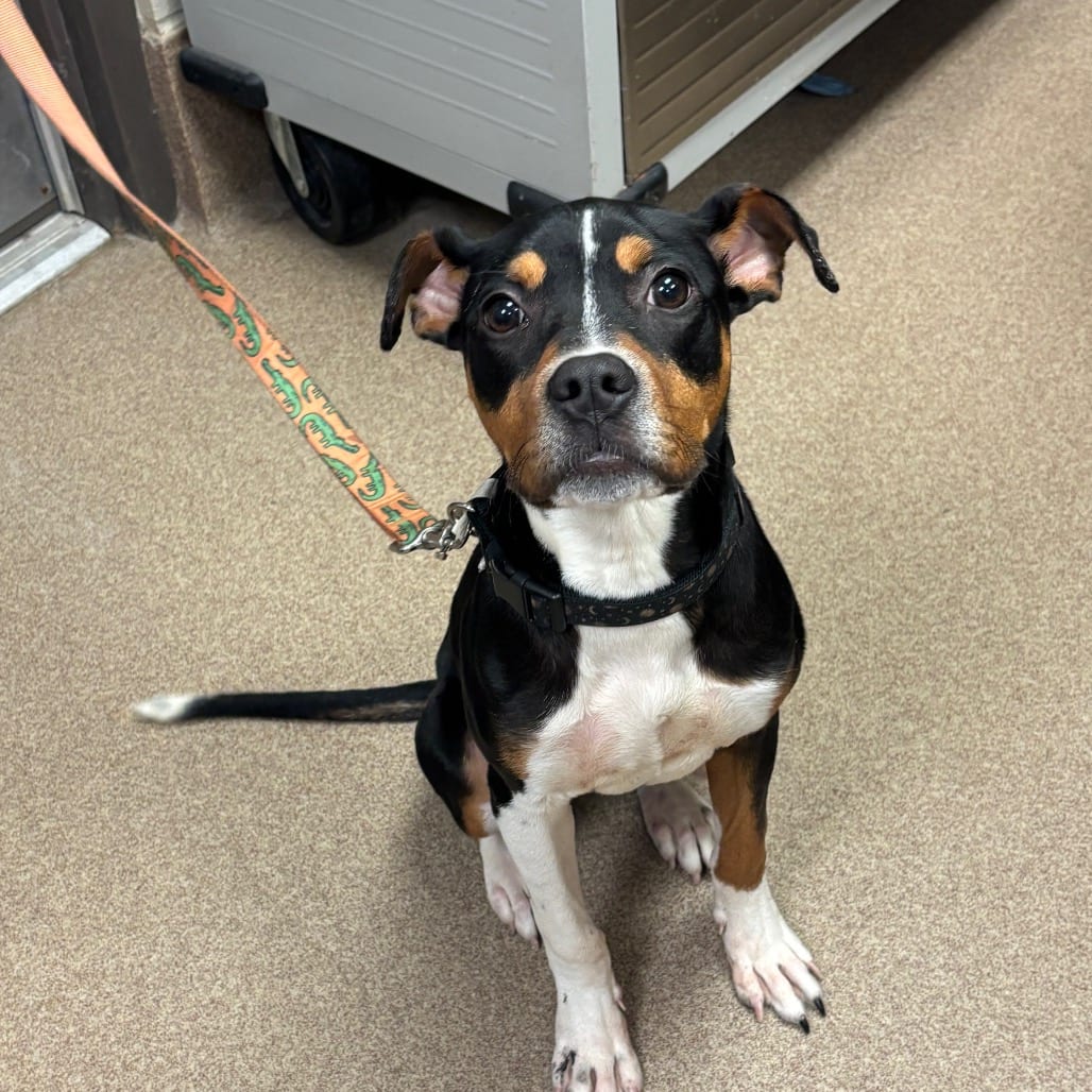 Photo of Smores, adoptable Mixed Breed (Medium) in Hinesville, Georgia