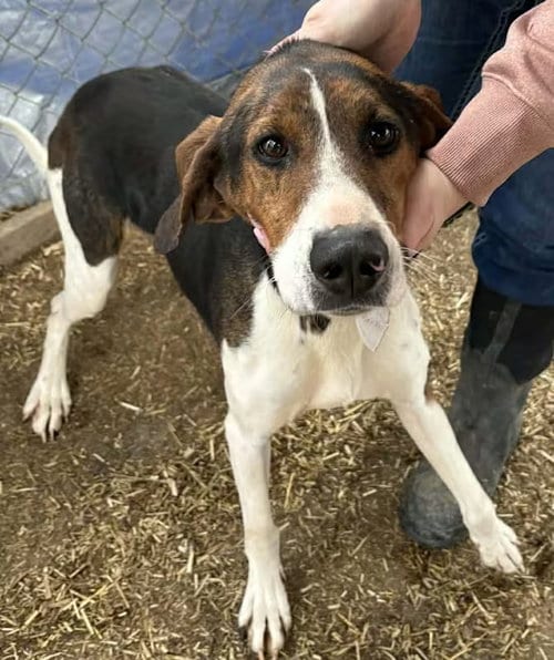 Photo of Lincoln, adoptable Treeing Walker Coonhound in Monterey, Virginia