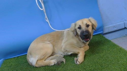 Photo of Lady, adoptable Australian Shepherd in Gardena, California