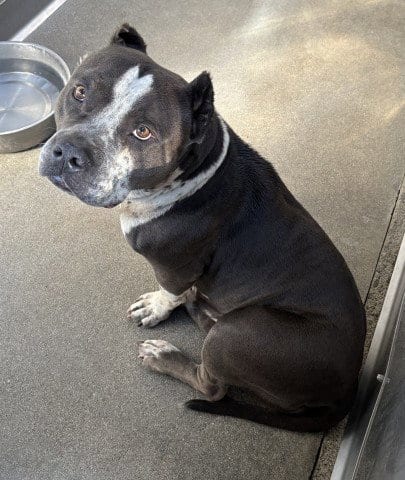 Photo of Lola, adoptable Pit Bull Terrier in San Bernardino, California