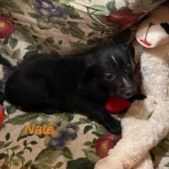 Photo of Nate, adoptable Cattle Dog / Mix in Boonville, Missouri