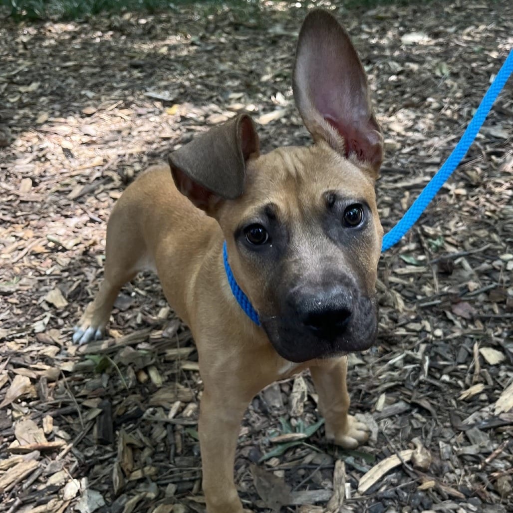 Photo of Rory, adoptable Mixed Breed (Medium) in Decatur, Georgia