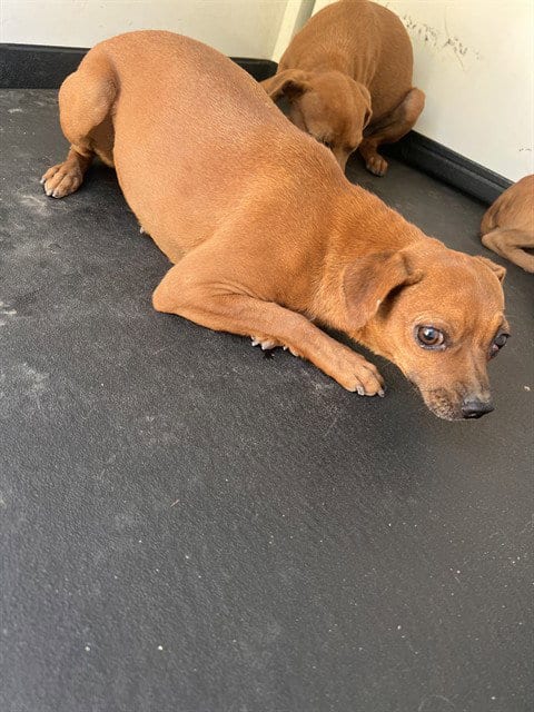 Photo of A170830, adoptable Chihuahua in Bakersfield, California