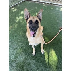 Photo of Eden, adoptable Mixed Breed (Medium) in Chatsworth, California