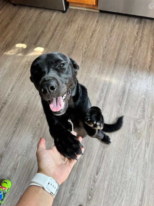 Photo of Cowboy Crew : Annie, adoptable Labrador Retriever in Aurora, Indiana