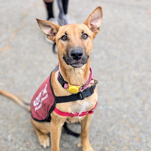Photo of Marvel, adoptable German Shepherd Dog in Oakland, California