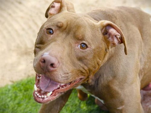 Photo of Chase, adoptable Labrador Retriever in Tallahassee, Florida