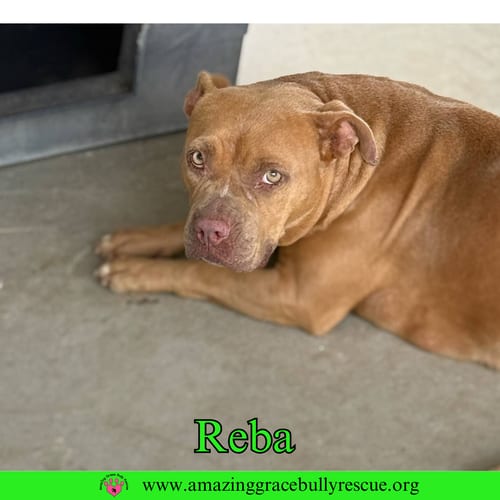Photo of Reba (aka Dolly), adoptable American Bulldog in Milton, Florida