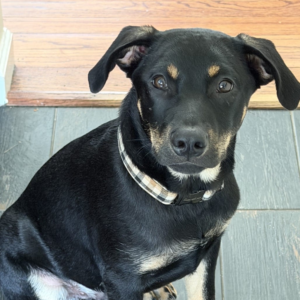 Photo of Rio, adoptable Retriever, Labrador in Jefferson, New Jersey