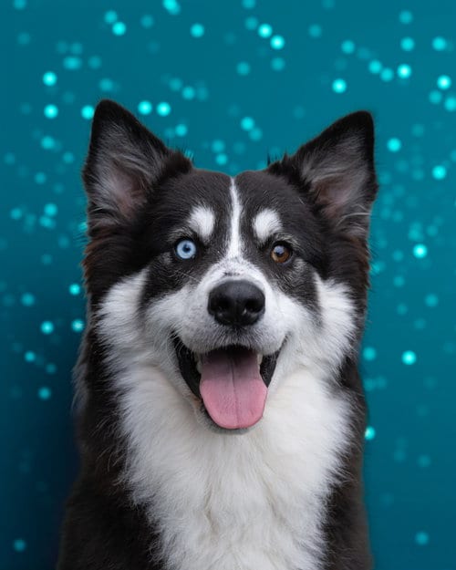Photo of Dexter, adoptable Husky in Holbrook, New York