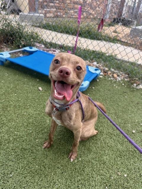Photo of Daisy, adoptable Chihuahua in Pasadena, Texas