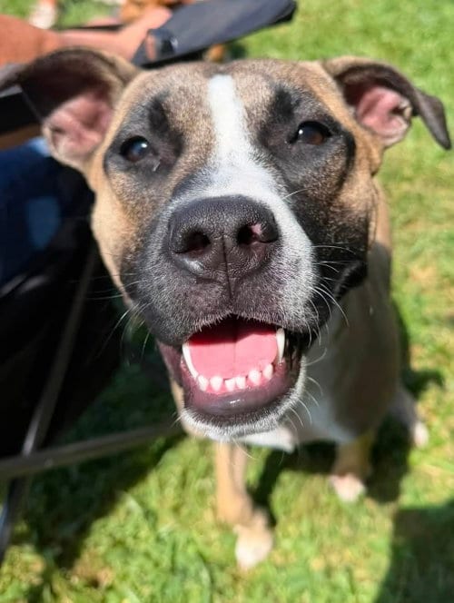 Photo of Murphy, adoptable Rhodesian Ridgeback in Tonawanda, New York