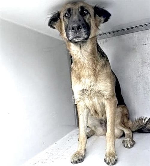 Photo of Luna, adoptable German Shepherd Dog in Houston, Texas