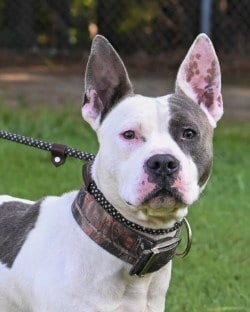 Photo of DI 88 Milo, adoptable Pit Bull Terrier in Glen Allen, Virginia