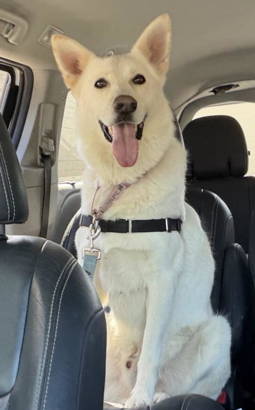 Photo of Casper, adoptable German Shepherd Dog in Santa Barbara, California