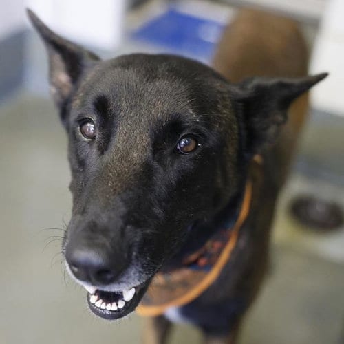 Photo of Junior Josh, adoptable Belgian Shepherd Malinois in San Antonio, Texas