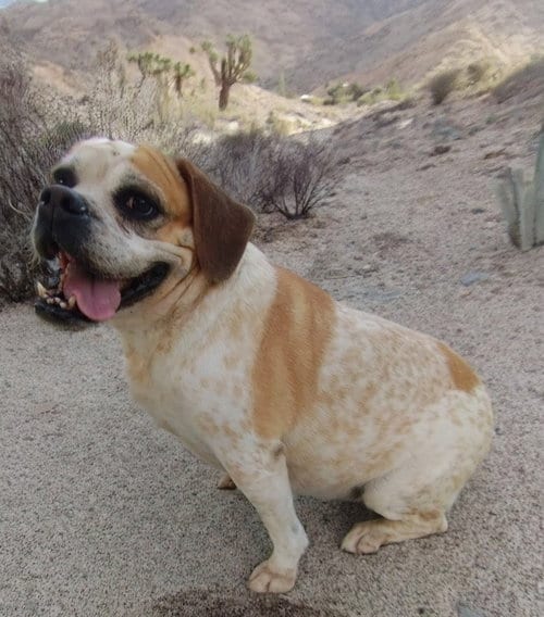 Photo of Fiona, adoptable Beagle in Apple Valley, California