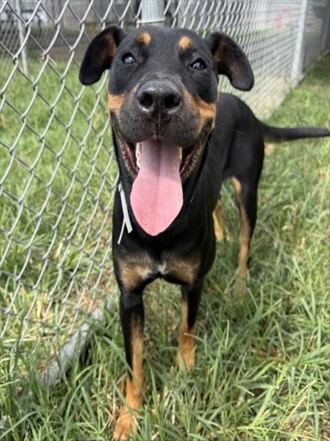 Photo of Shanti, adoptable Rottweiler in Houston, Texas