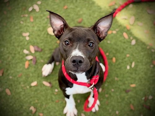 Photo of Fig, adoptable Pit Bull Terrier in Orlando, Florida