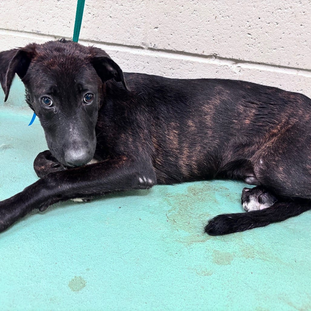 Photo of Ernie, adoptable Mixed Breed (Medium)