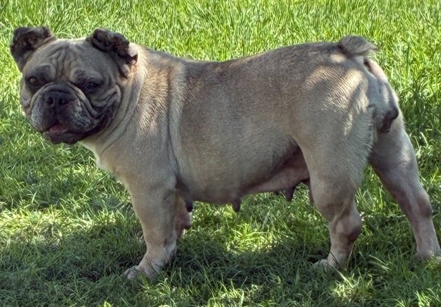 Photo of Senior French Bulldog mix, adoptable French Bulldog mix in Devore, California