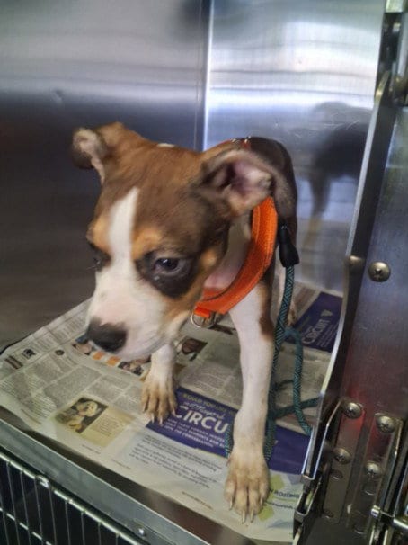 Photo of A2296079, adoptable Pit Bull Terrier in Los Angeles, California
