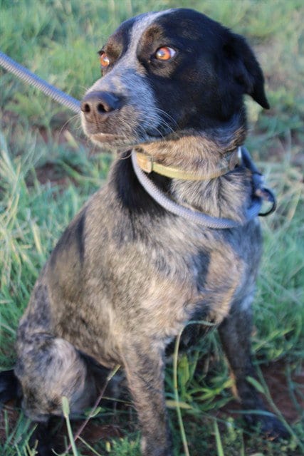 Photo of Junie, adoptable Pointer in Oklahoma City, Oklahoma