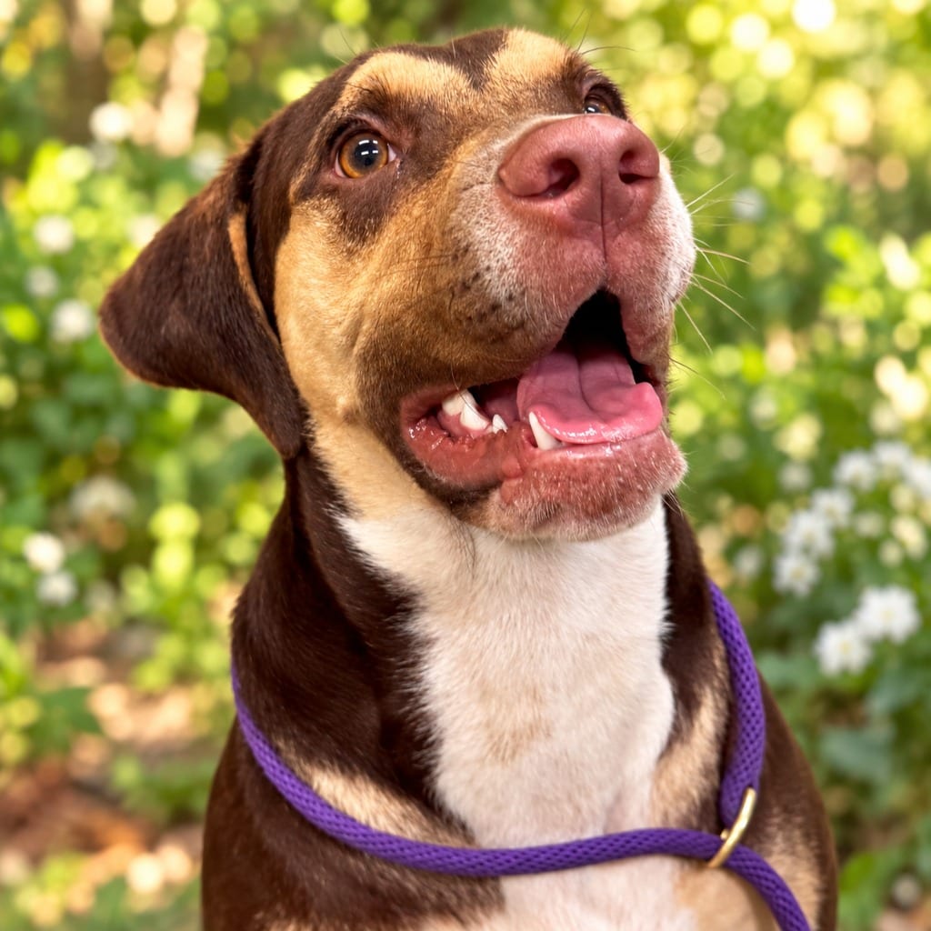 Photo of Clint aka McClintock, adoptable Hound in East Ridge, Tennessee